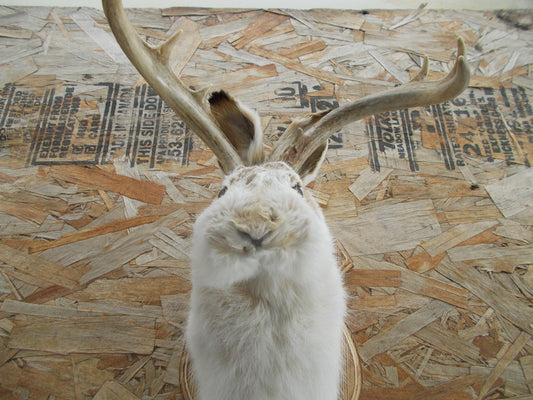 Real nice fresh from taxidermist real neat wide white tail 8-point whitetail deer jackalope