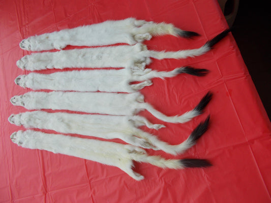 Here i have 6 tanned ermine furs for crafts these are huge and all measure 20" plus