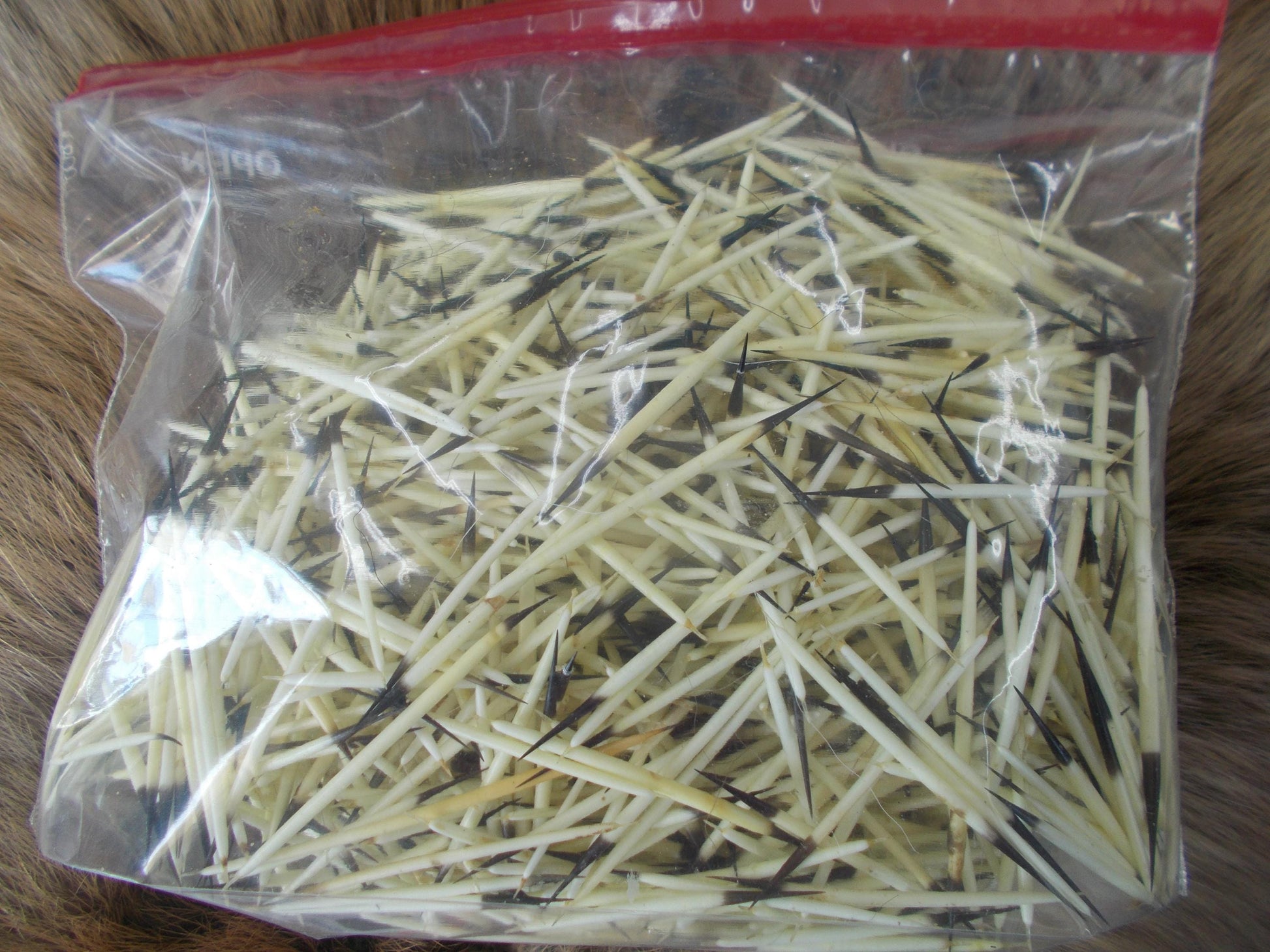 these are very nice jewelry quills they are real nice thick ones that measure around 2" these are washed and are super clean