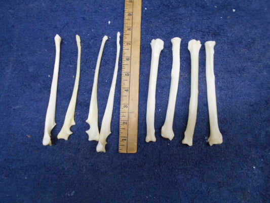 Here i have 4 each of the coyote leg bones great for crafts