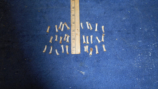 Here i Have 30 Coyote Knuckle Bones That Have Been Boiled Clean & Left Natural Great For Crafts